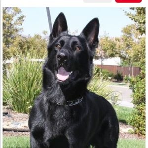 Meet your Posher, Selale